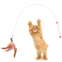 Cat Toy